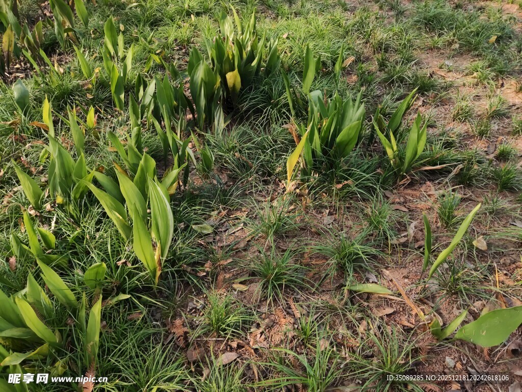 野外生长的绿色植物群落