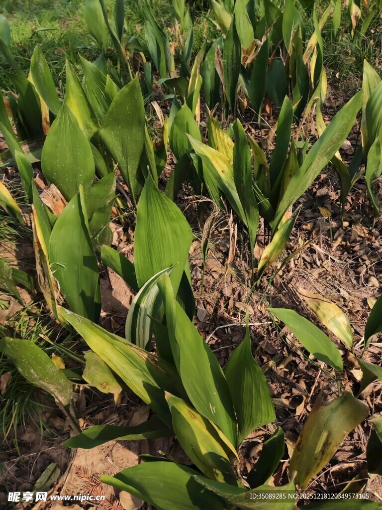 嫩绿玉米苗生长于田地间
