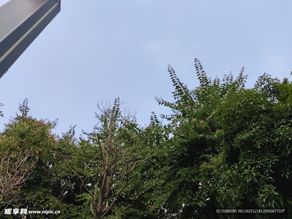 户外繁茂绿植景观