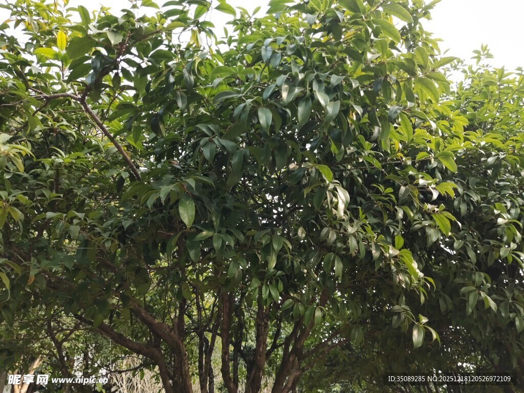 绿叶繁茂的树木景观