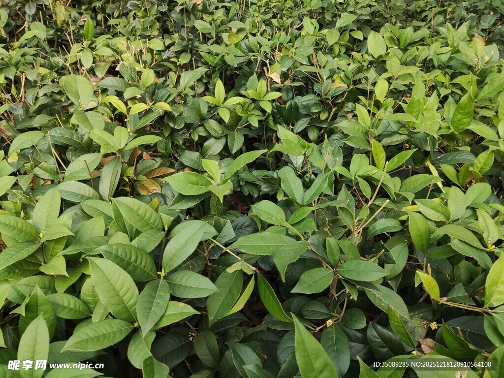 嫩绿茶苗生机勃勃