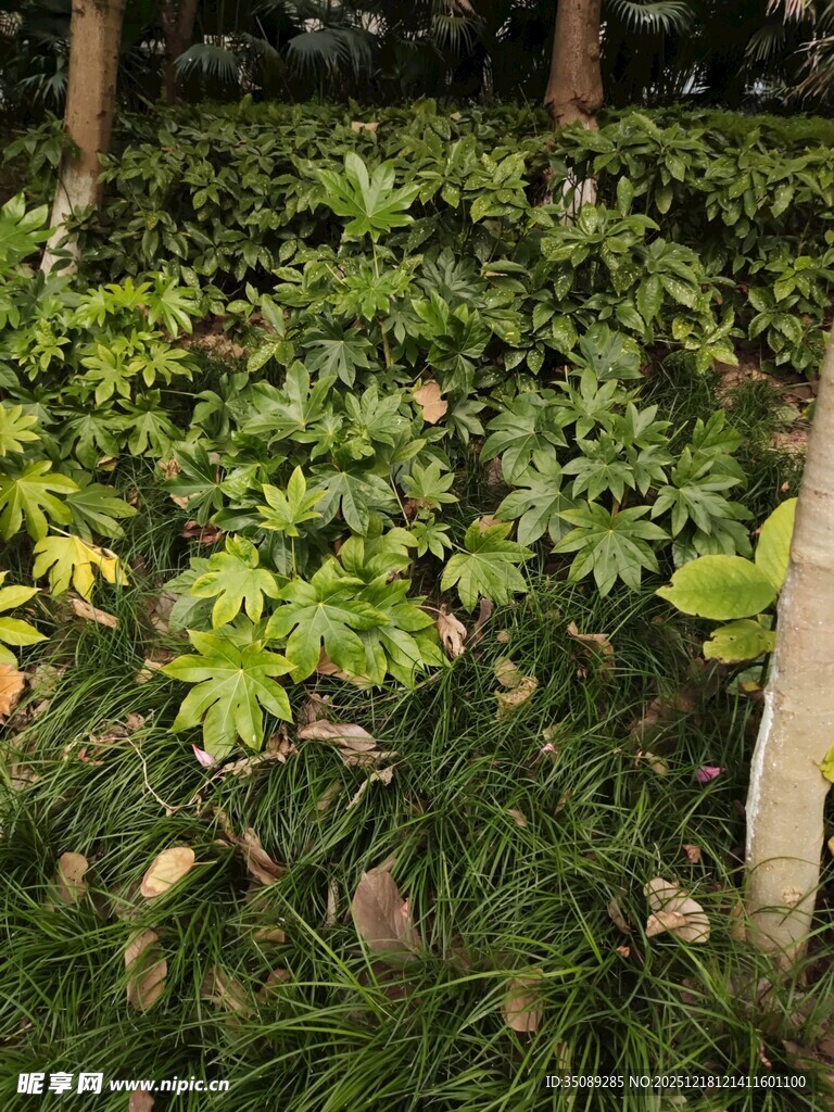 绿意盎然的林下植物景观