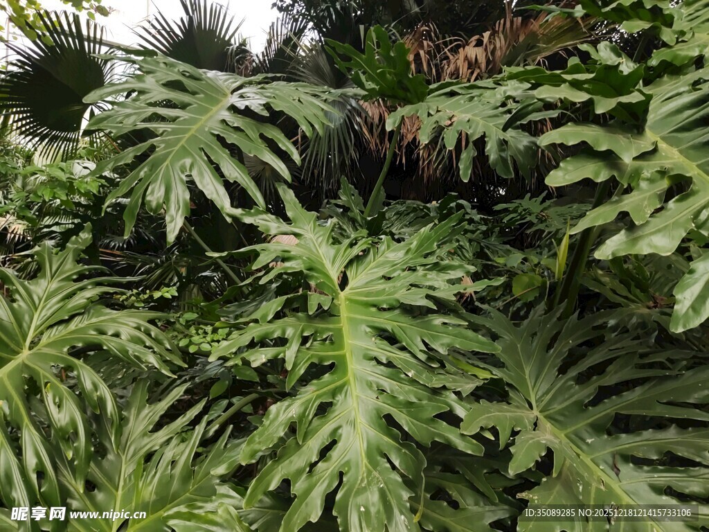 羽状叶片的独特绿植