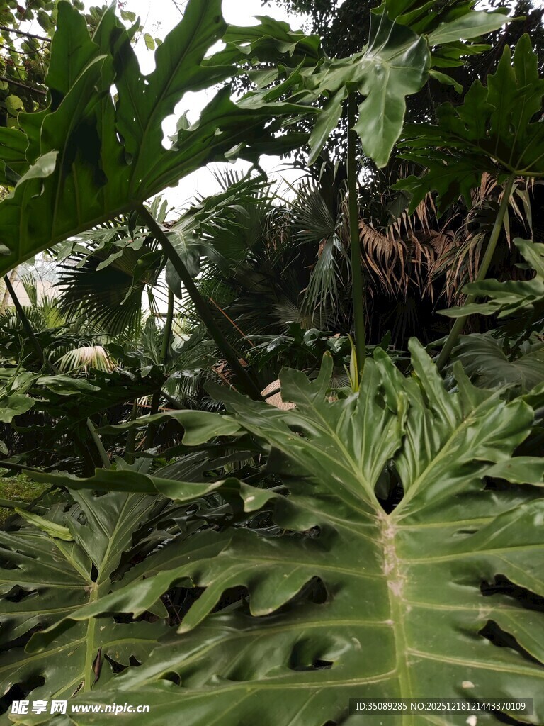 茂密丛林中的热带植物