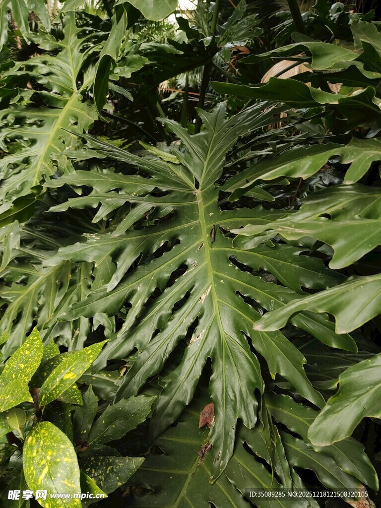 大型羽状绿植特写