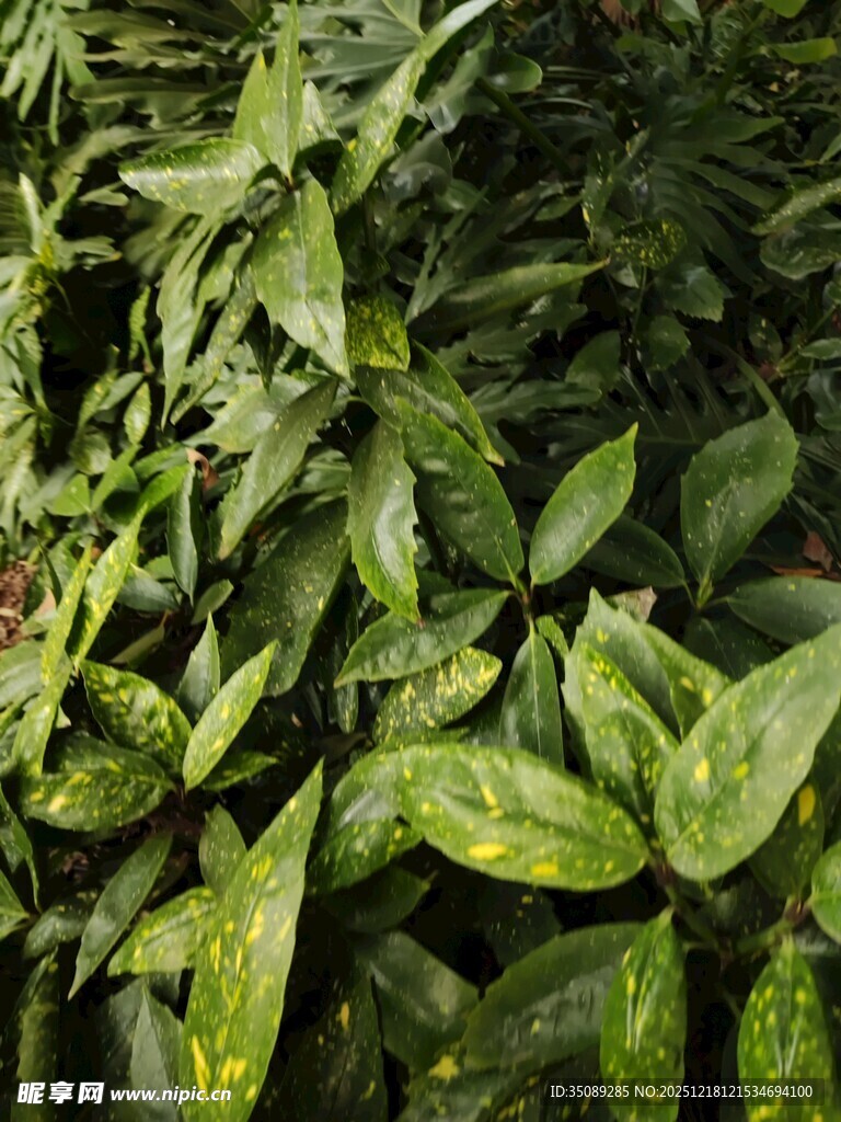 茂密绿叶植物景观