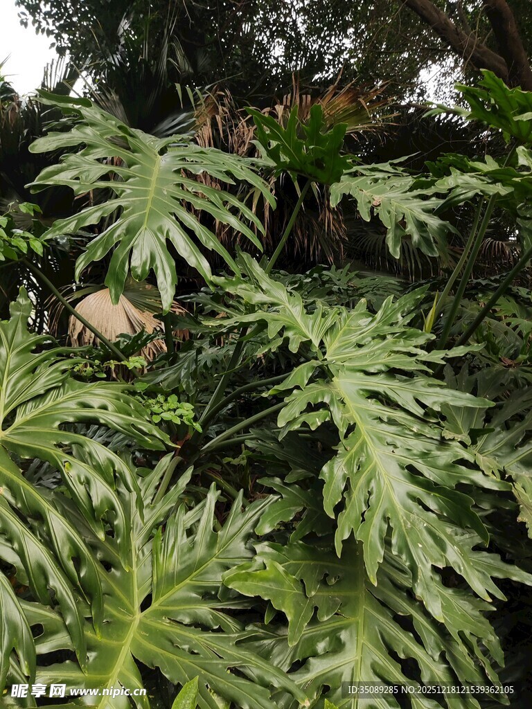 羽状绿叶植物特写