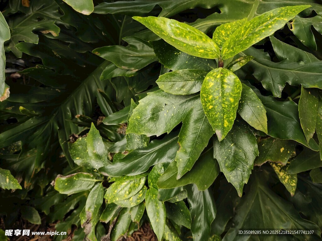 翠绿带斑叶片植物特写