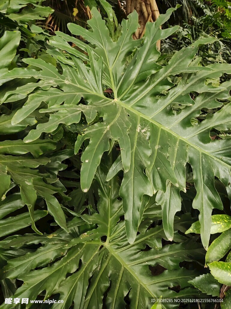 羽状叶片的热带绿植