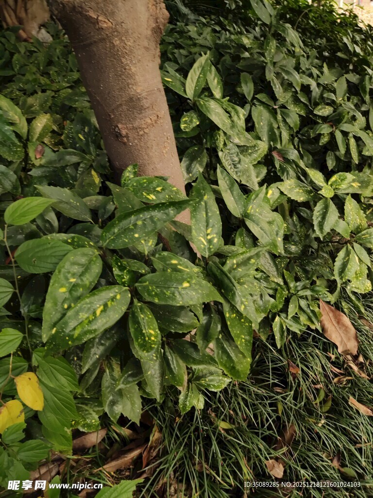 绿叶簇拥树干的生机景象