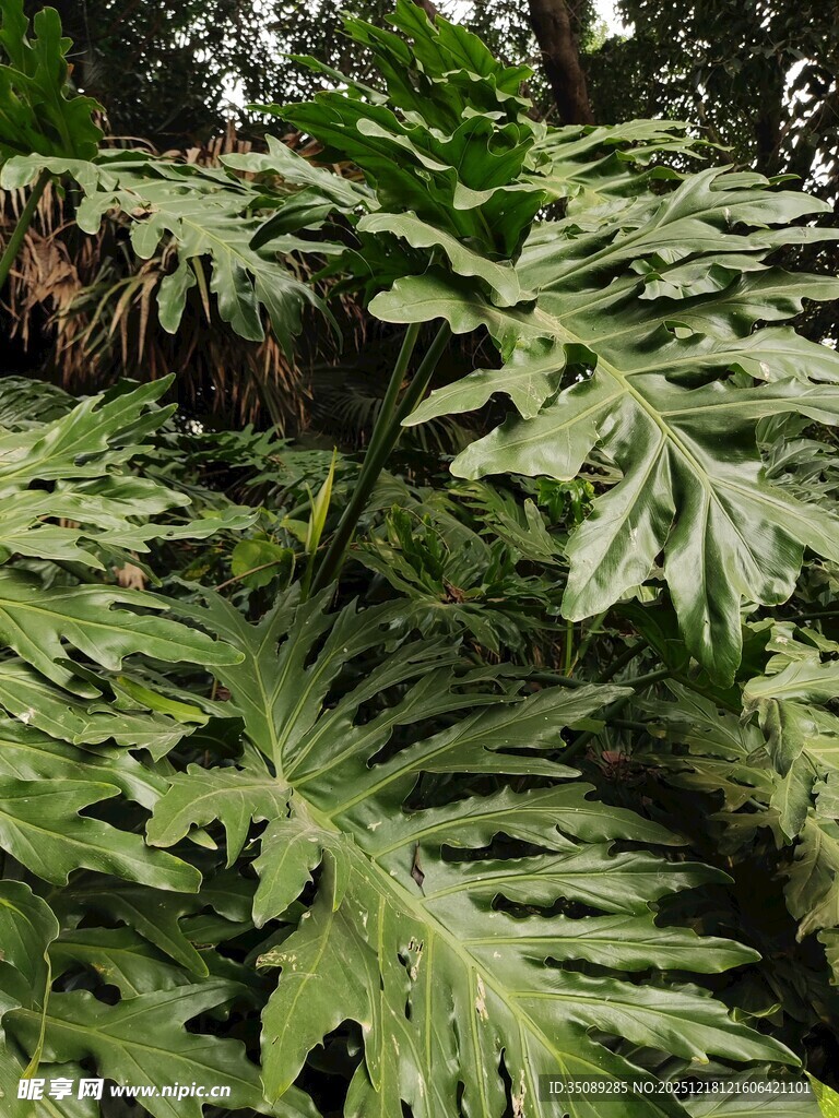 大型羽状绿植特写