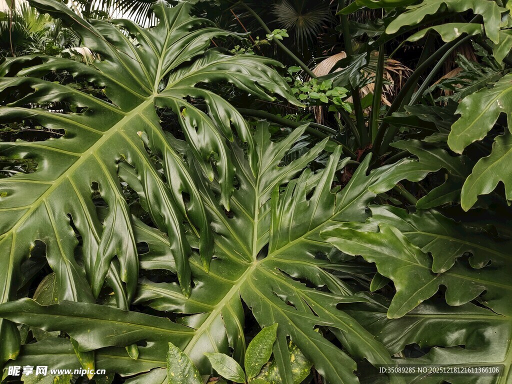 羽状叶片的热带绿植