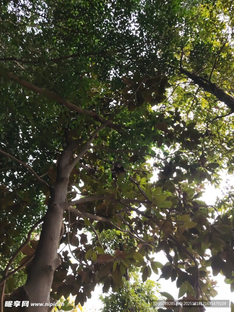 仰视葱郁大树树冠