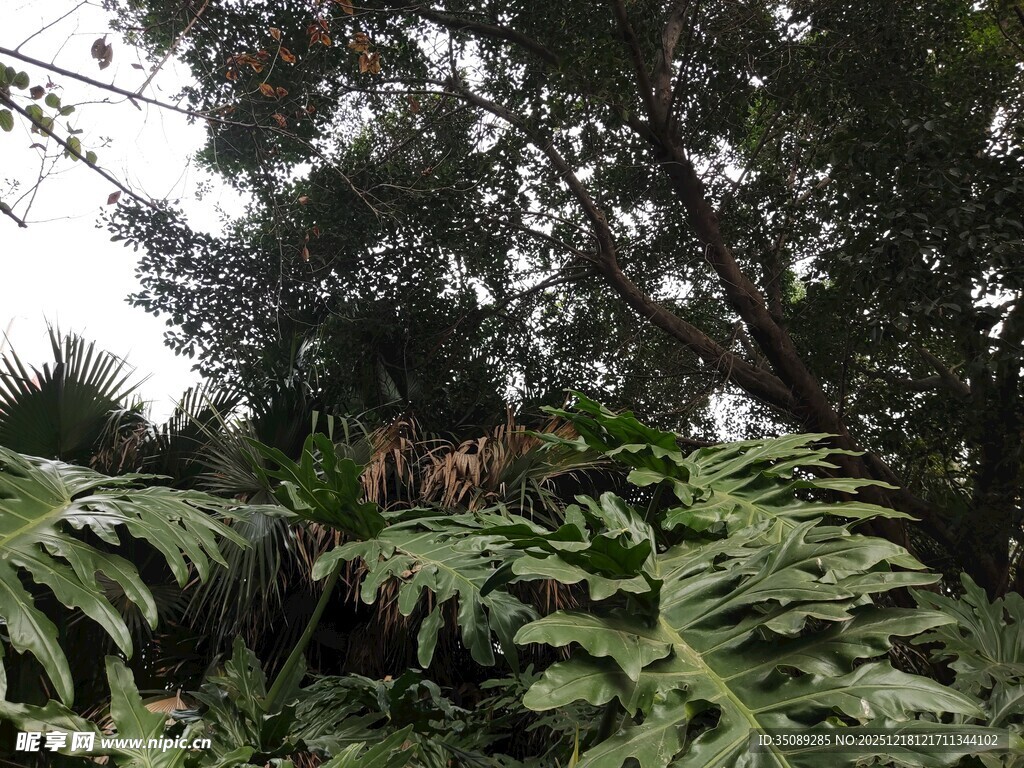 茂密丛林中的蕨类植物