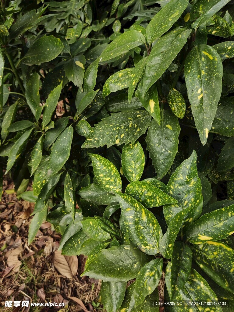 翠绿斑斓的观叶植物