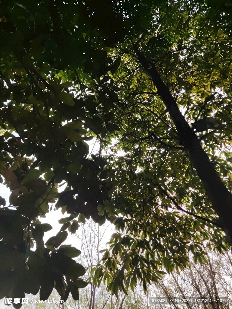 仰视茂密树林中的树干