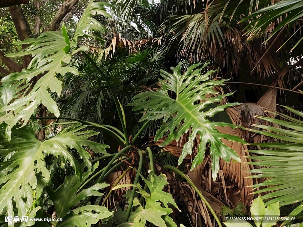 茂密丛林中的翠绿蕨类植物