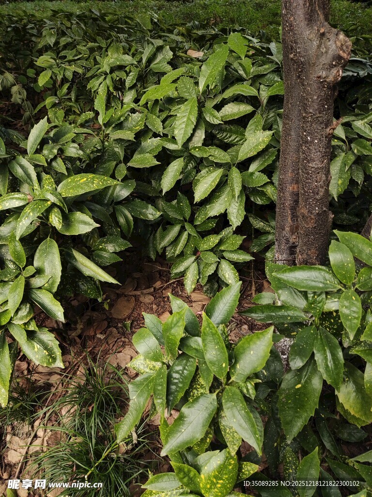 绿叶簇拥下的树干