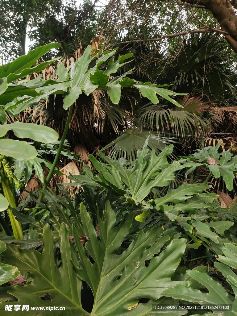 繁茂绿植营造自然氛围