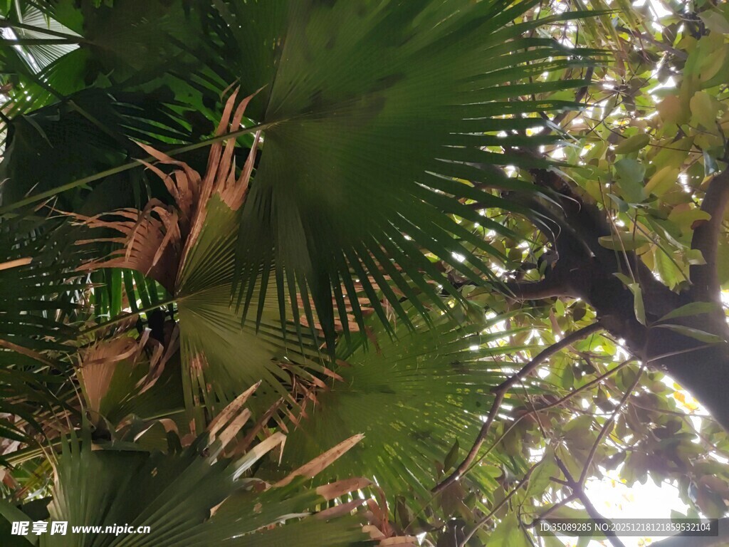 茂密棕榈叶下的自然景致