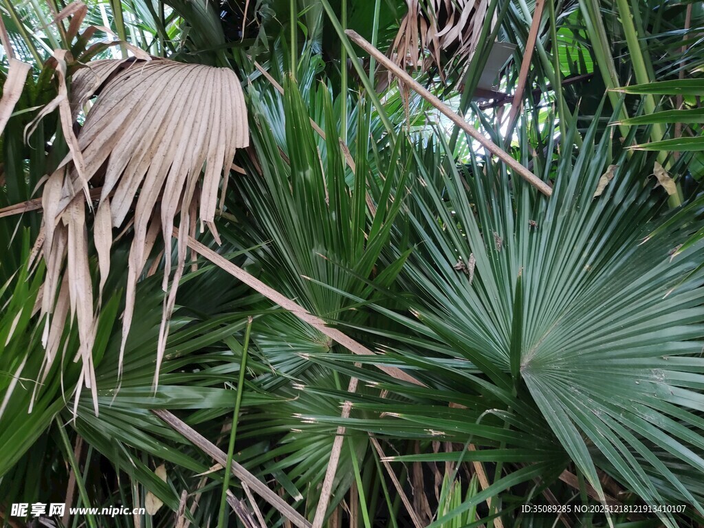 热带棕榈植物特写