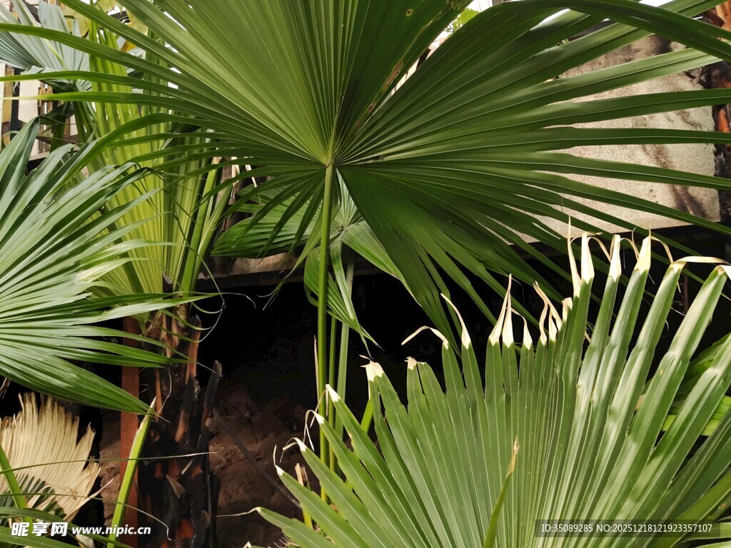 翠绿棕榈叶尽显热带风情