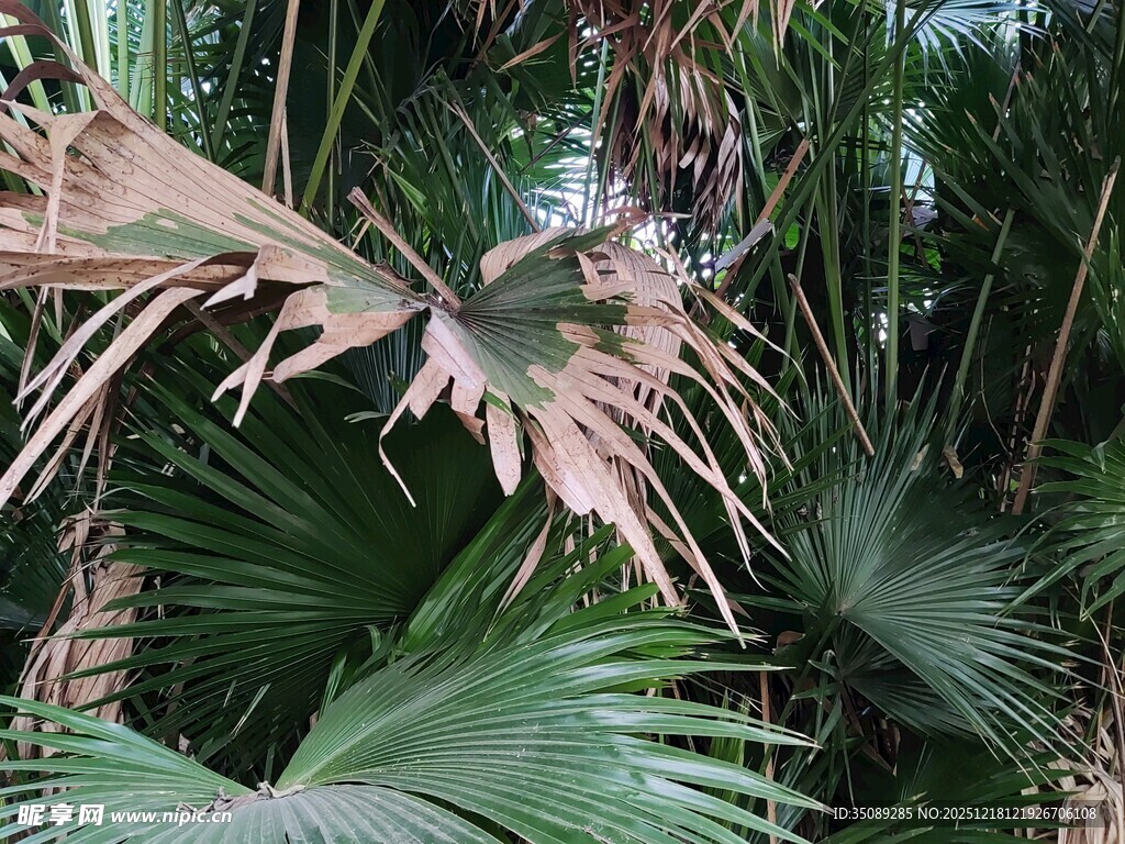 热带棕榈植物景观