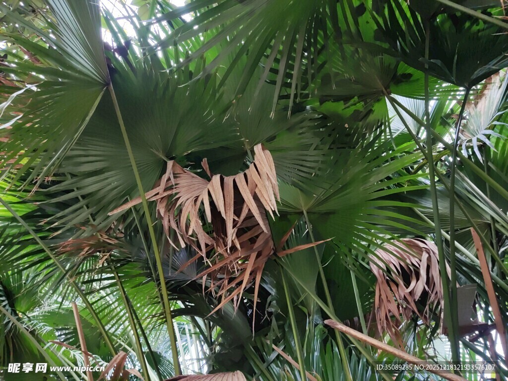 茂密热带植物景观