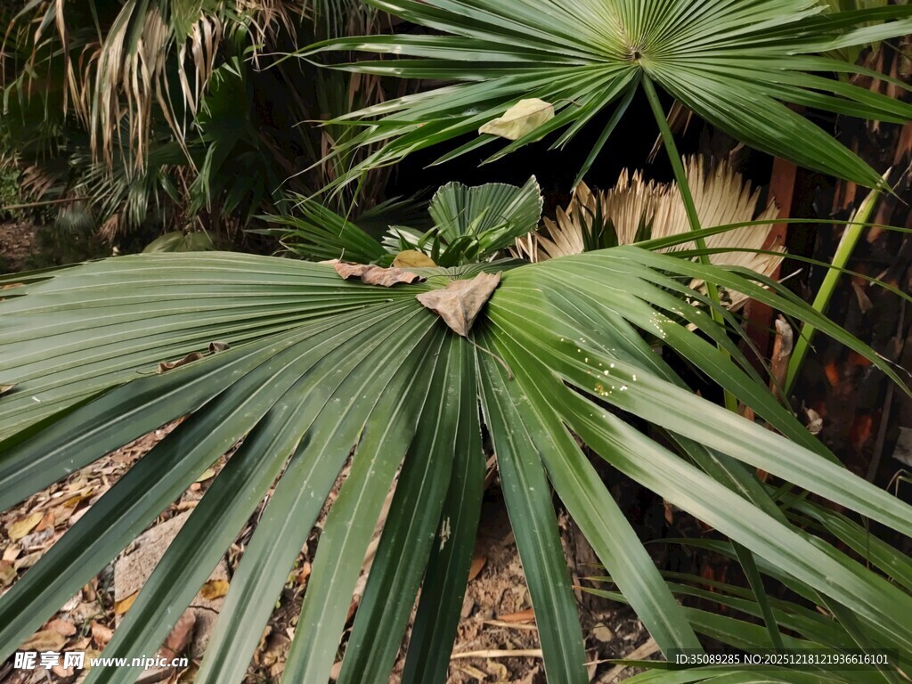 翠绿扇形棕榈叶特写