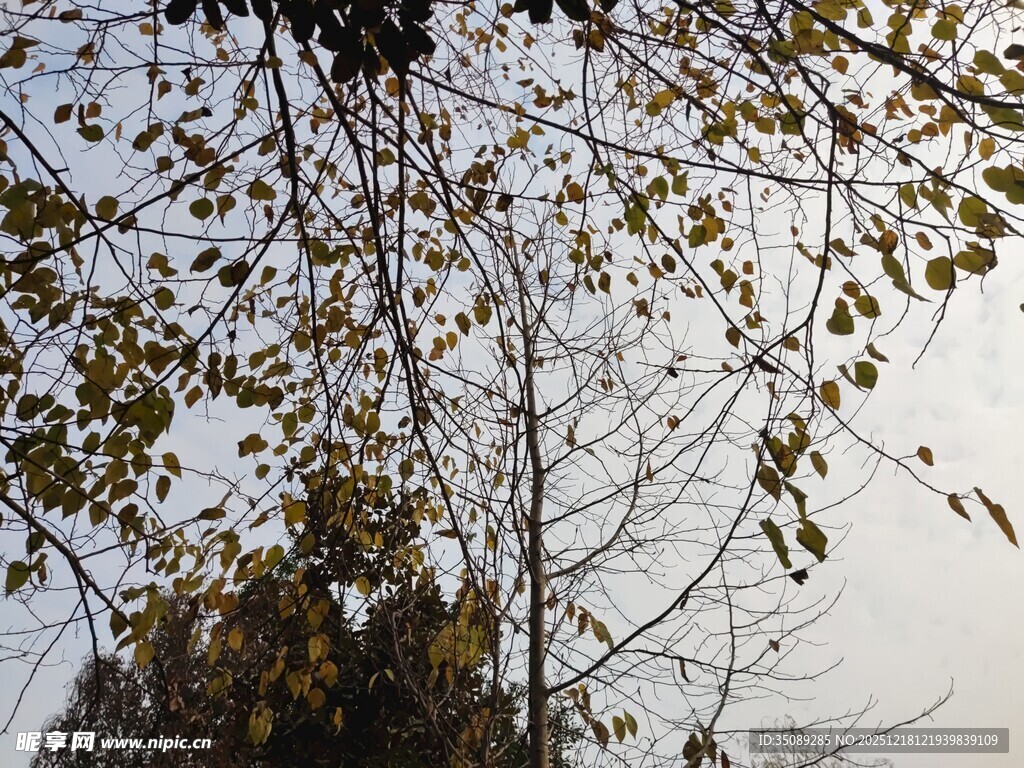 秋日树梢枝叶映于天际