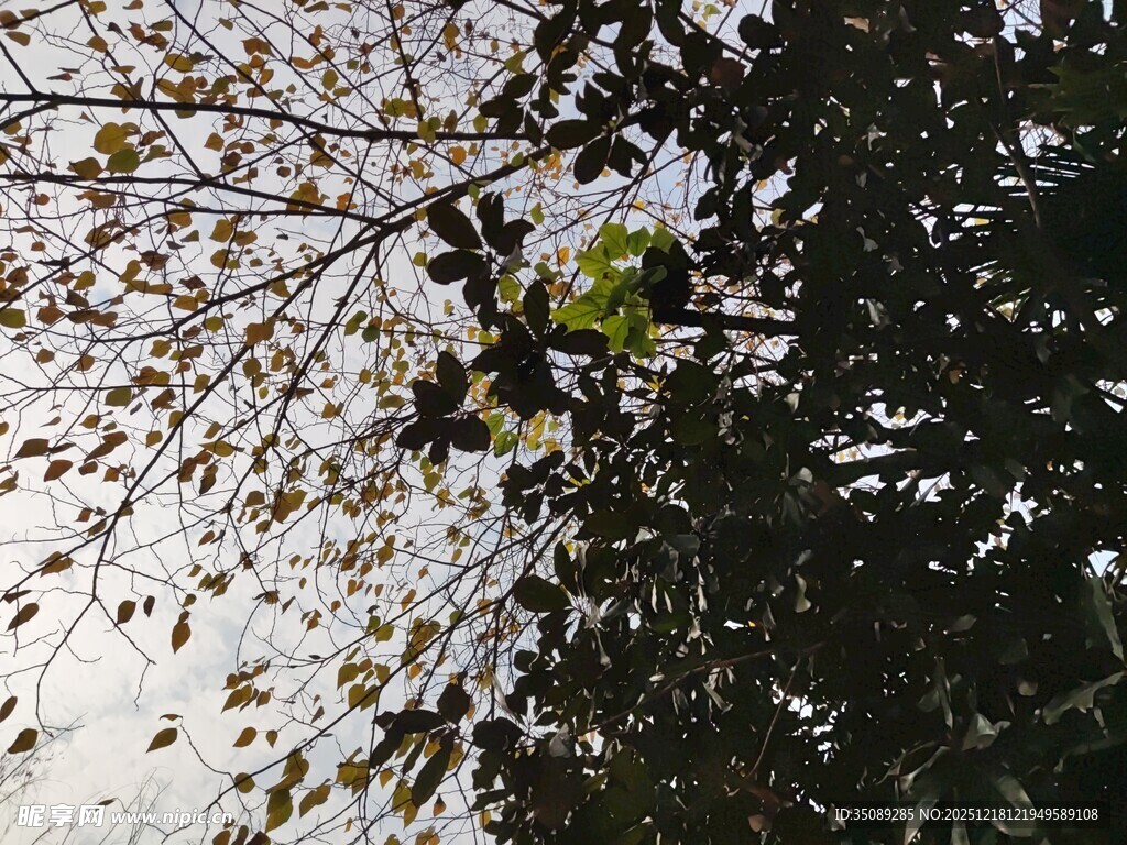 枝叶繁茂的树木景象