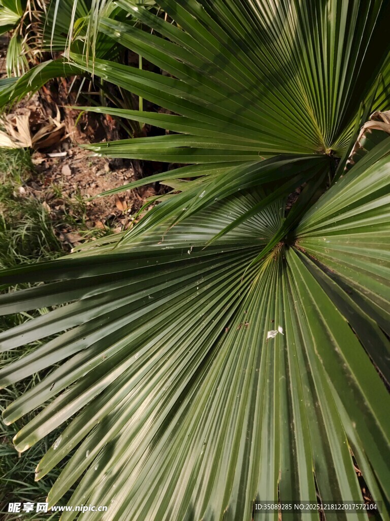 扇形棕榈叶特写