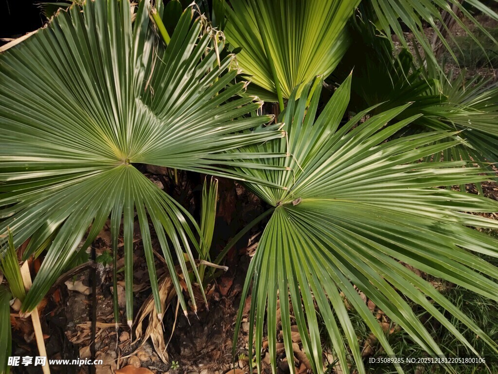 扇形棕榈叶特写