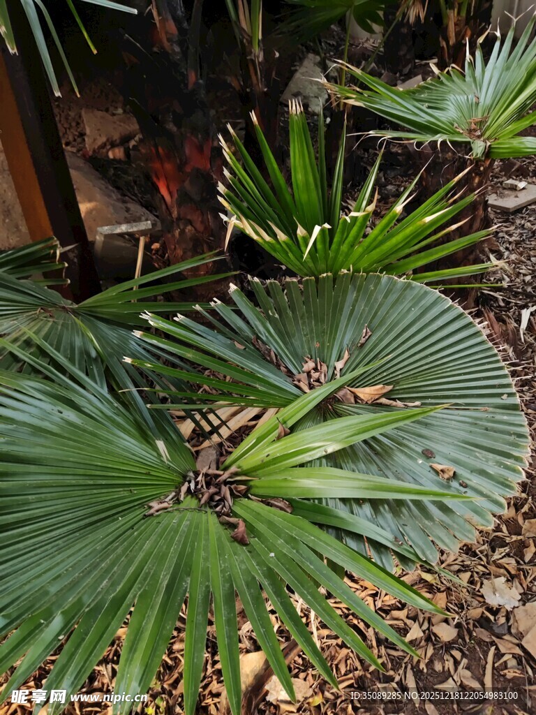 翠绿蒲葵叶片自然景致