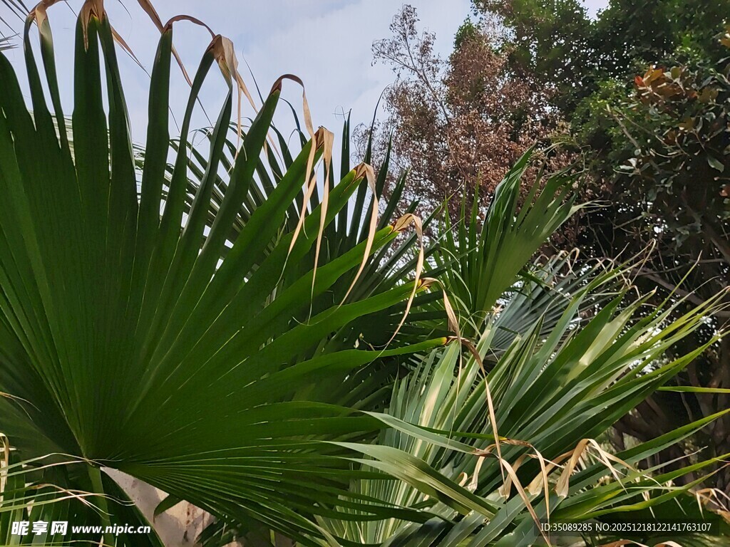 翠绿棕榈叶尽显自然生机