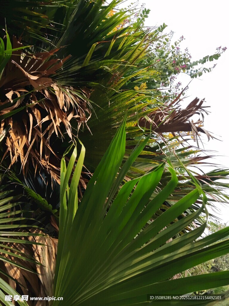 翠绿棕榈叶尽显自然生机