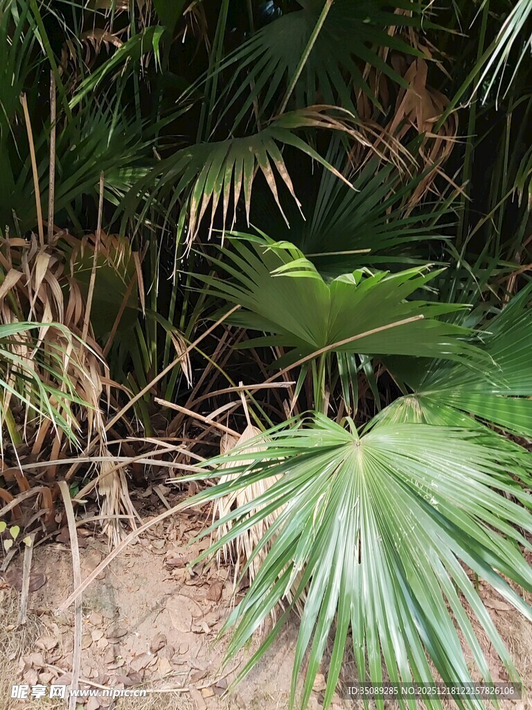 野外生长的翠绿扇形棕榈叶