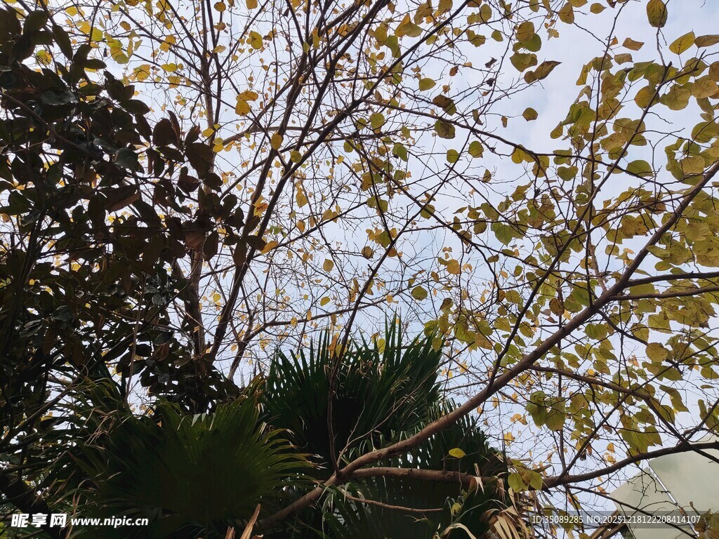 枝头绿叶映灰白天空