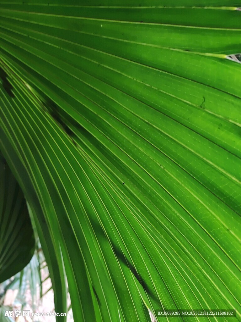 翠绿扇形棕榈叶特写