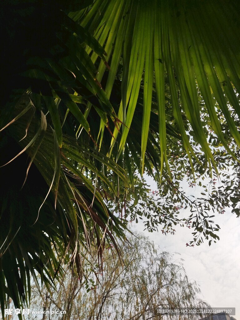 棕榈树叶下的朦胧景致