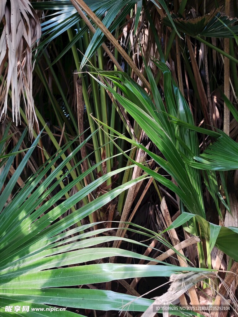 热带丛林中的翠绿植物