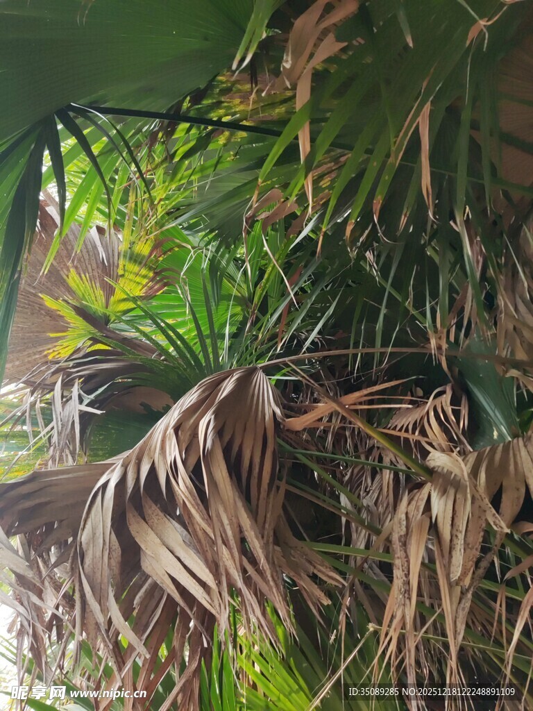 枯黄植物与绿叶交织景象