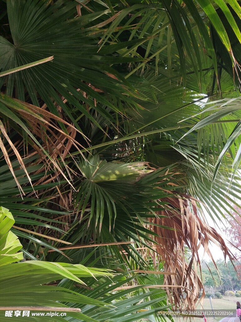 繁茂热带绿植景观