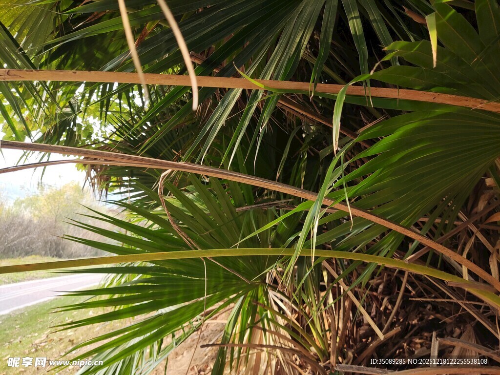 棕榈枝叶下的朦胧景致