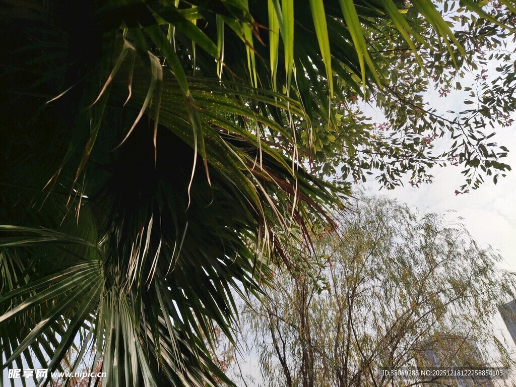 棕榈枝叶下的自然景致