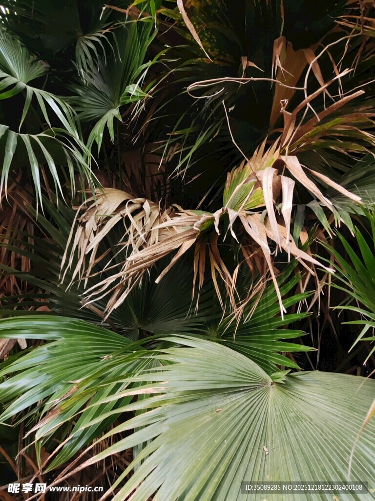 热带植物景观中的宽大叶片