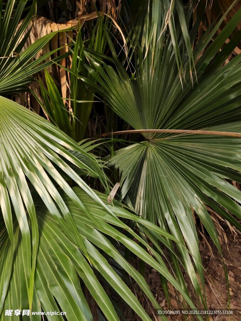 翠绿棕榈叶特写