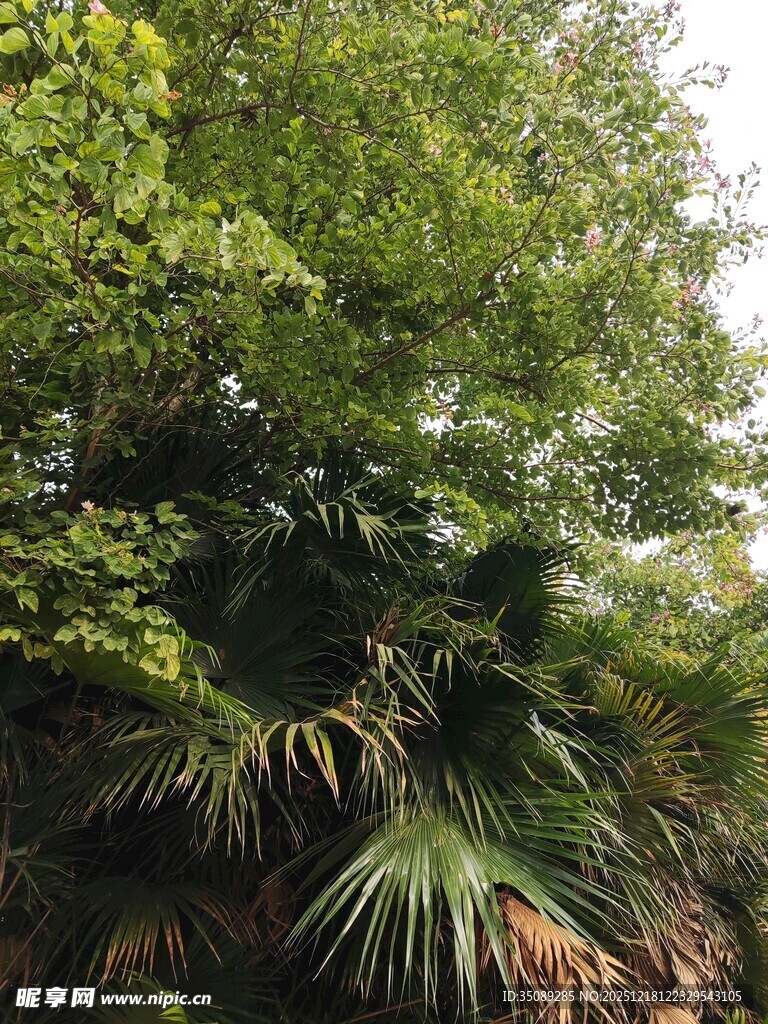 茂密丛林中的多样绿植