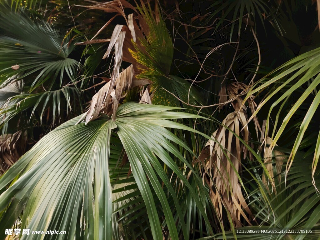 热带植物景观特写