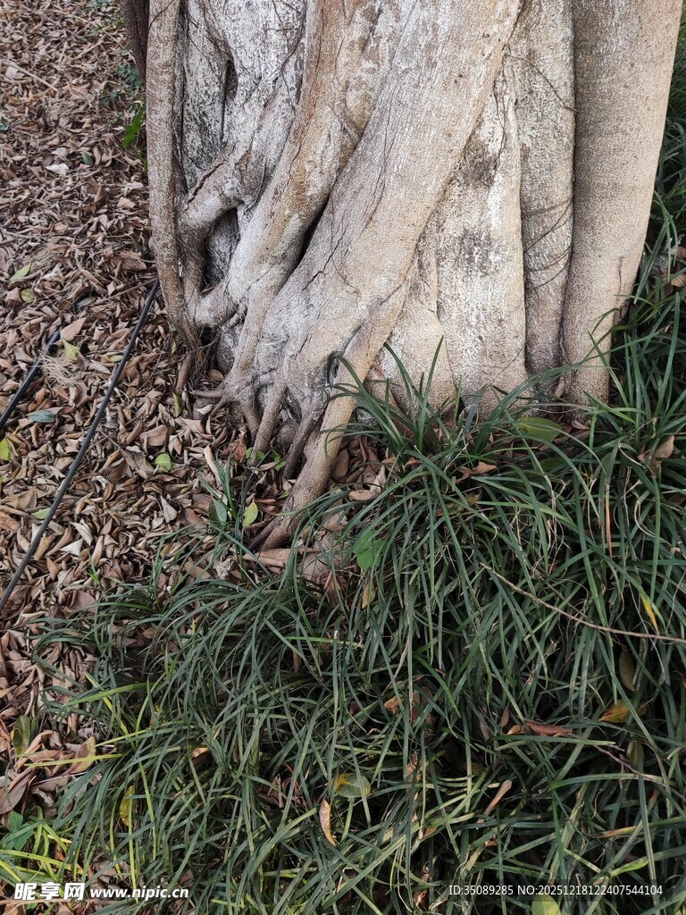 树根旁的翠绿草丛